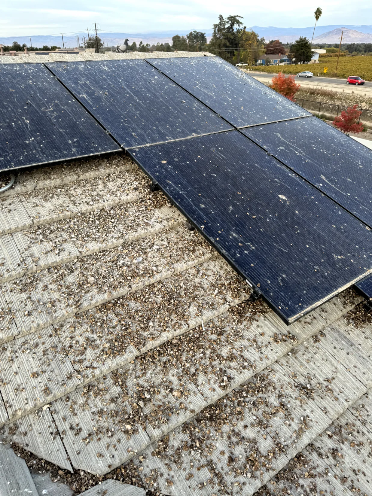 Solar panels protected with bird proofing mesh