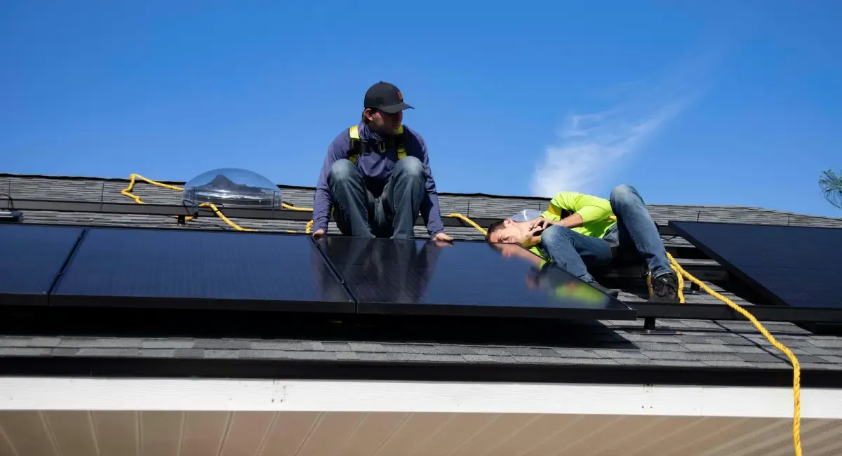 Top Bird Deterrents to Protect Your Solar Panels | Detailed Guide