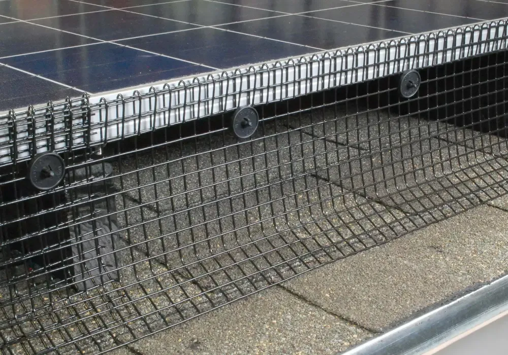 Bird control spikes installed to deter pigeons