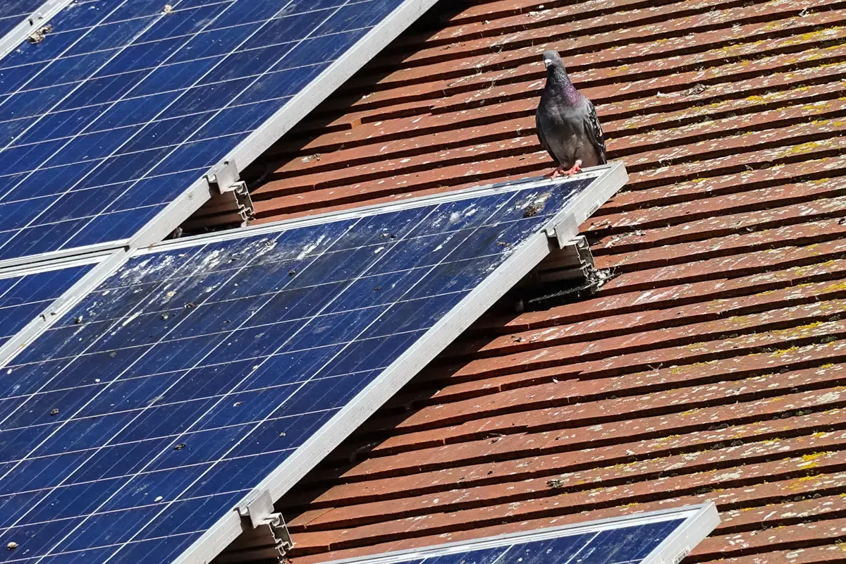 Say Goodbye to Pigeons: The Best Solar Panel Bird Control in CA