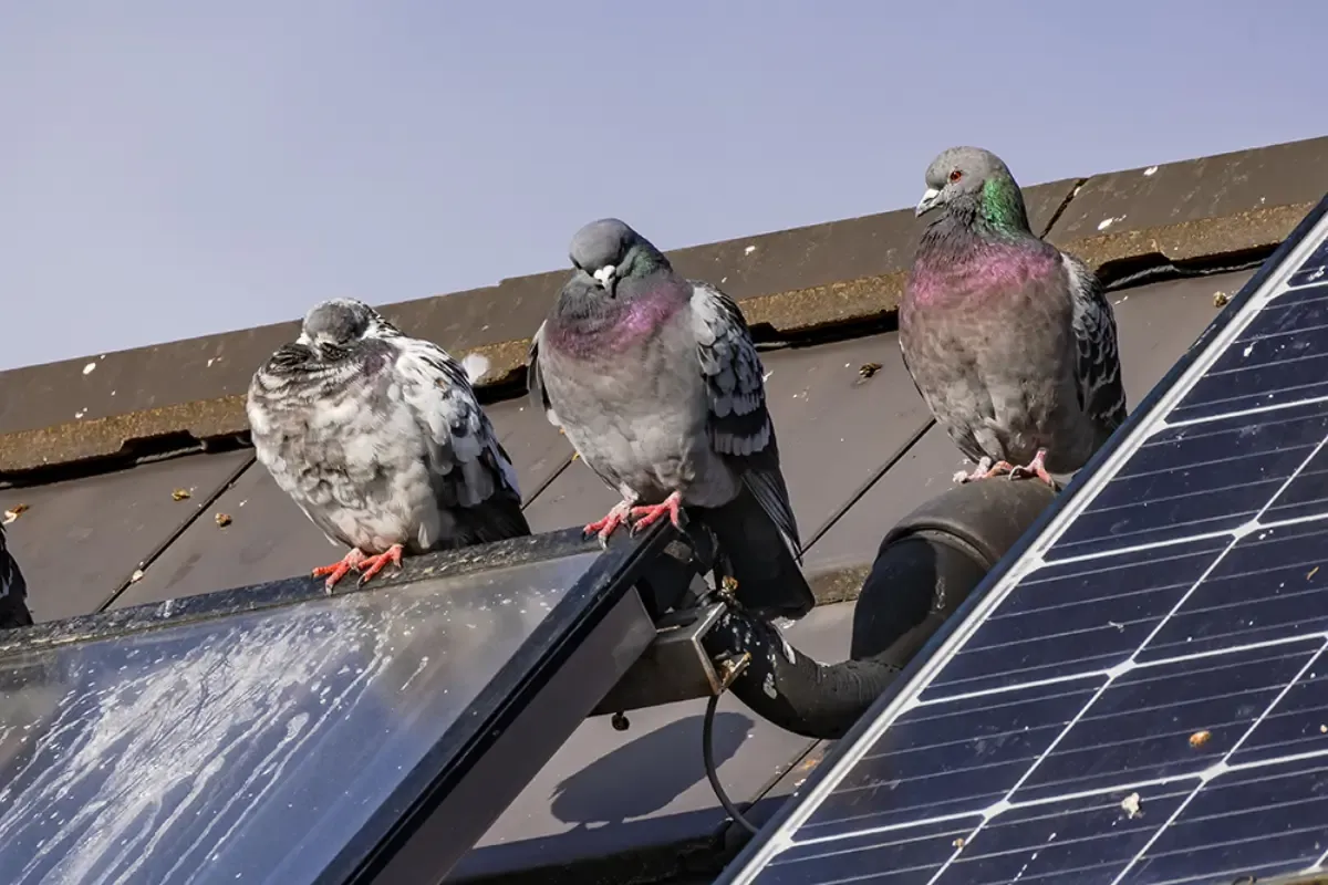 Stop Pigeons from Roosting on Solar Panels Through Pigeon Netting